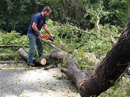 Best Tree Risk Assessment  in University Of Lifornia Davis, CA