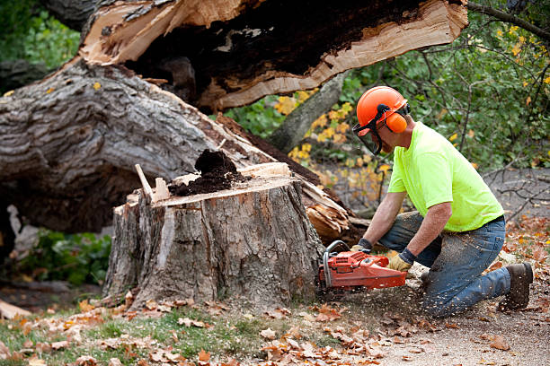 University Of California Davis, CA Tree Services Company